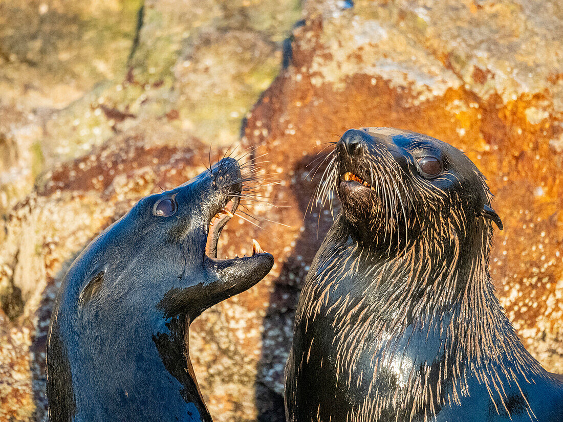 Guadalupe fur seals (Arctocephalus townsendi), at new haul out on Las Animas Island, Baja California Sur, Sea of Cortez, Mexico, North America