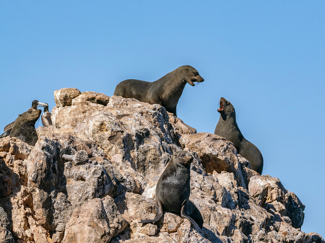 Guadalupe-Pelzrobben (Arctocephalus townsendi), bei einem neuen Fangplatz auf der Insel Las Animas, Baja California Sur, Sea of Cortez, Mexiko, Nordamerika