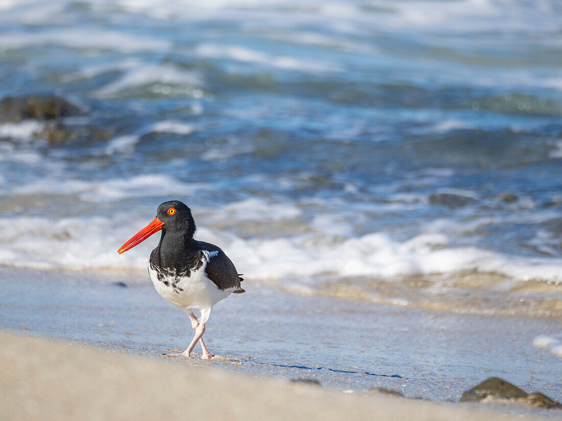 American oystercatcher (Haematopus palliatus), on Isla Espiritu Santo, Baja California Sur, Sea of Cortez, Mexico, North America