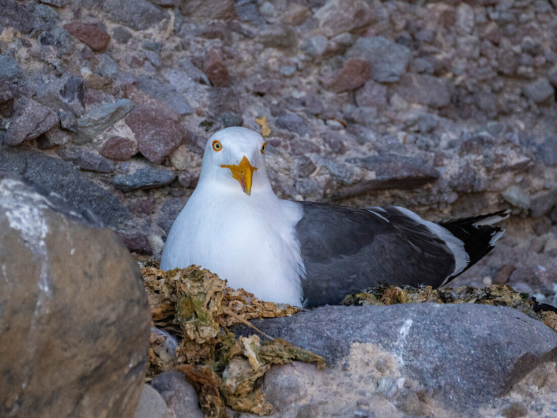 Gelbfußmöwe (Larus livens), auf ihrem Nest auf der Isla San Esteban, Baja California, Sea of Cortez, Mexiko, Nordamerika