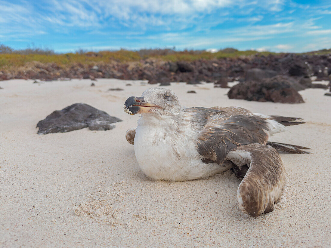 Verletzte junge Gelbfußmöwe (Larus livens), auf der Isla Coronado, Baja California Sur, Sea of Cortez, Mexiko, Nordamerika