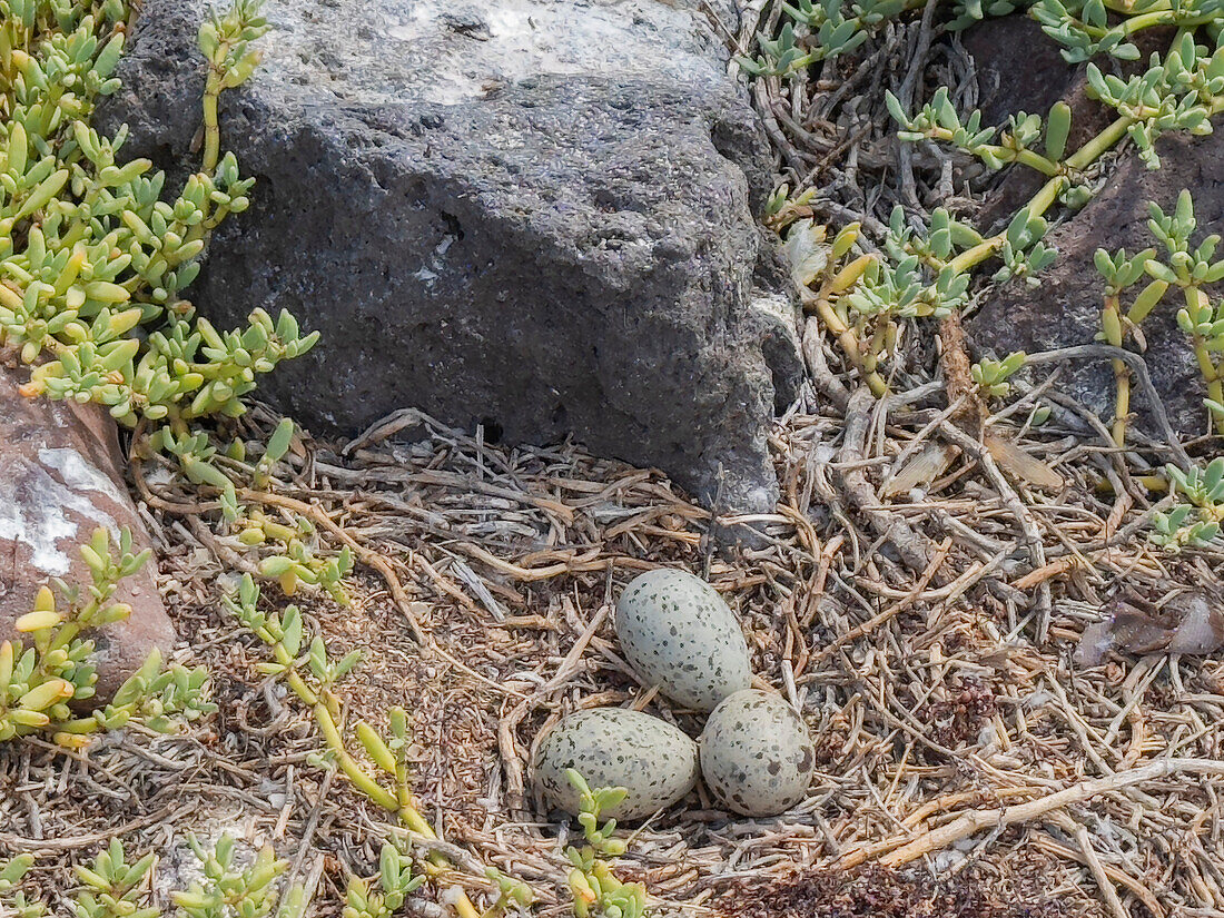 Gelbfußmöwe (Larus livens), Eier im Nest auf der Isla Coronado, Baja California Sur, Sea of Cortez, Mexiko, Nordamerika