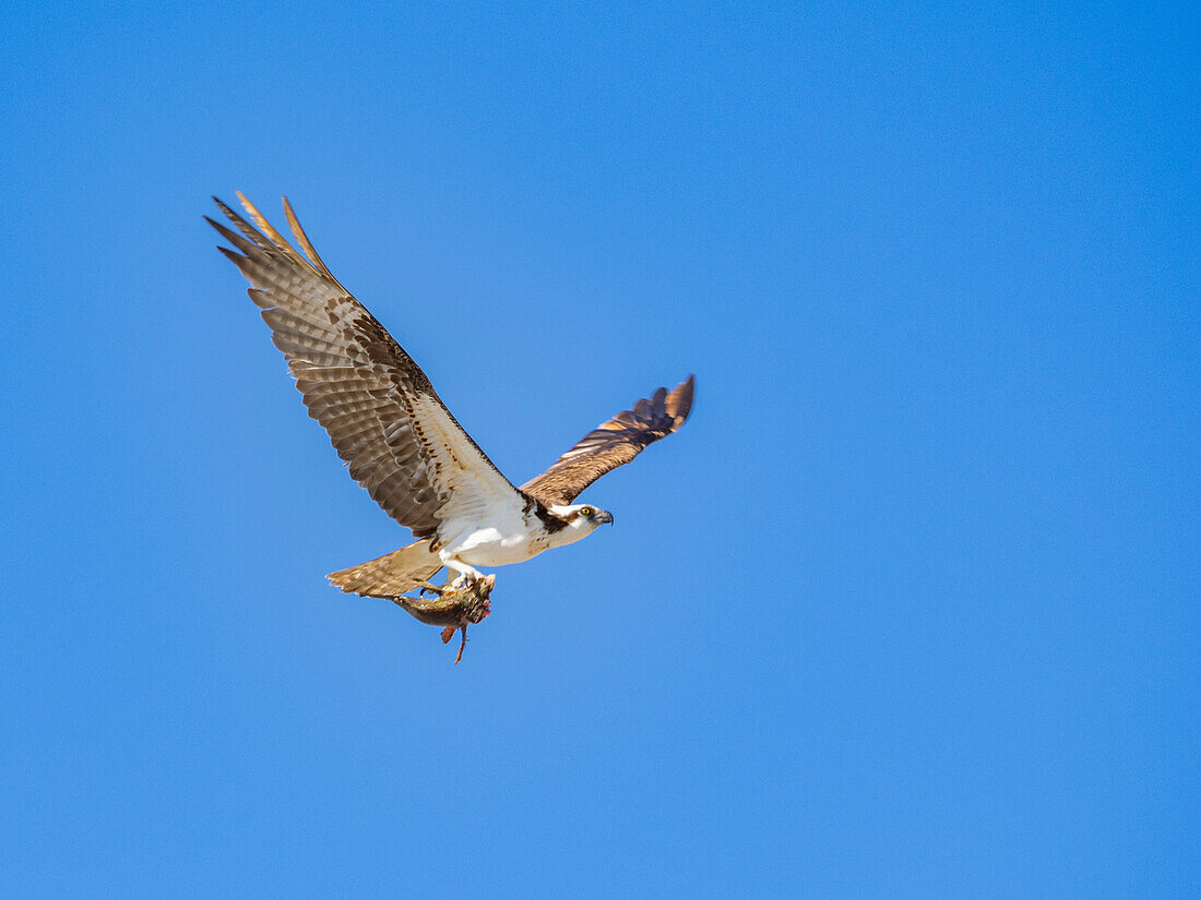 Osprey (Pandion haliaetus), with fish on Isla San Lorenzo, Baja California, Sea of Cortez, Mexico, North America