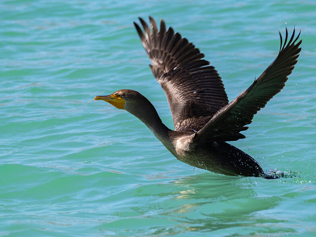 Doppelhaubenkormoran (Nannopterum auritum), im Flug, Concepcion Bay, Baja California Sur, Sea of Cortez, Mexiko, Nordamerika