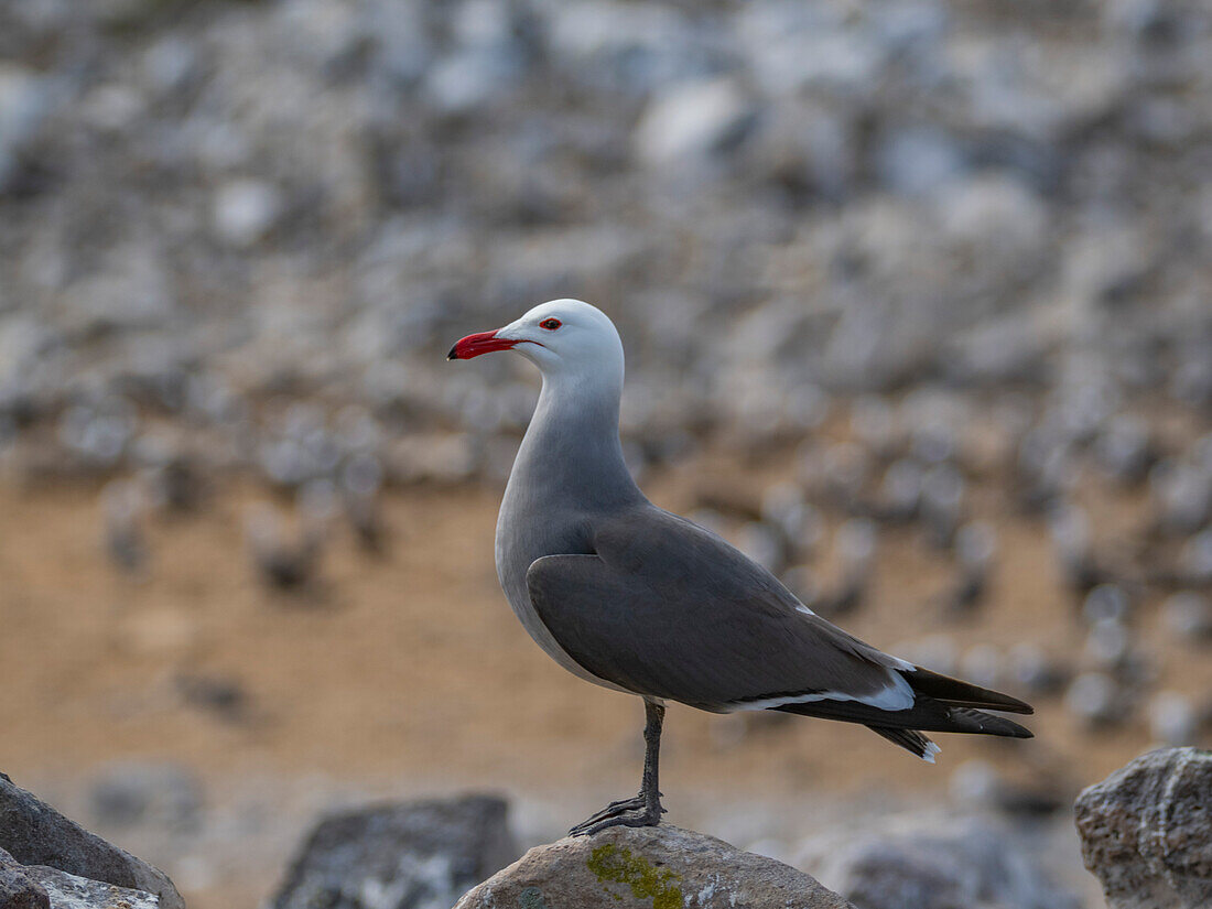 Heermann's gulls (Larus heermanni), at breeding colony on Isla Rasa, Baja California, Sea of Cortez, Mexico, North Anerica