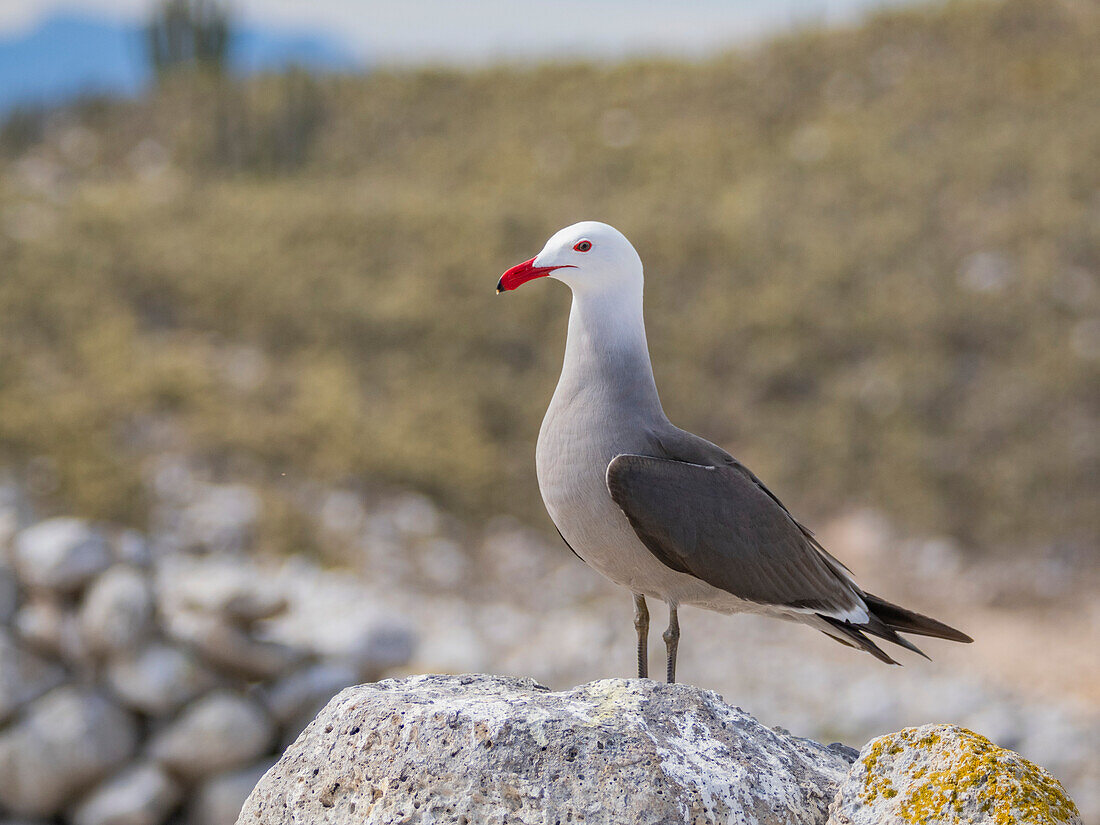 Heermann's gull (Larus heermanni), at breeding colony on Isla Rasa, Baja California, Sea of Cortez, Mexico, North Anerica