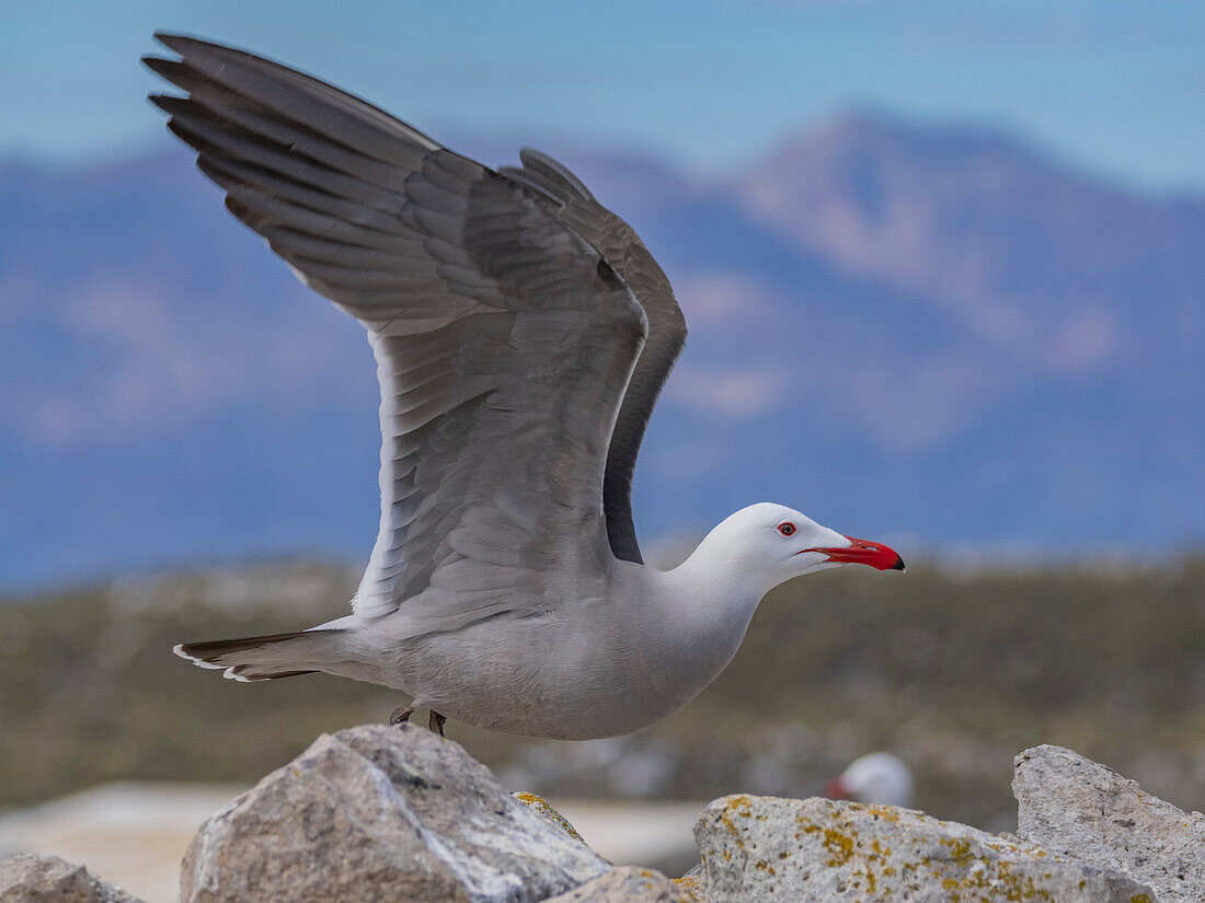 Heermann's gull (Larus heermanni), at breeding colony on Isla Rasa, Baja California, Sea of Cortez, Mexico, North Anerica