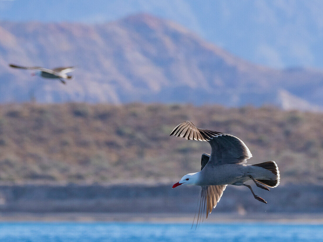 Heermann's gull (Larus heermanni), in flight above the beach at Isla Carmen, Baja California Sur, Sea of Cortez, Mexico, North America