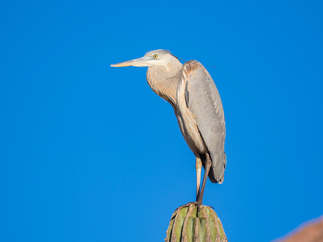 Blaureiher (Ardea herodias), auf einem Kardonenkaktus sitzend, Isla Espiritu Santo, BCS, Sea of Cortez, Mexiko, Nordamerika