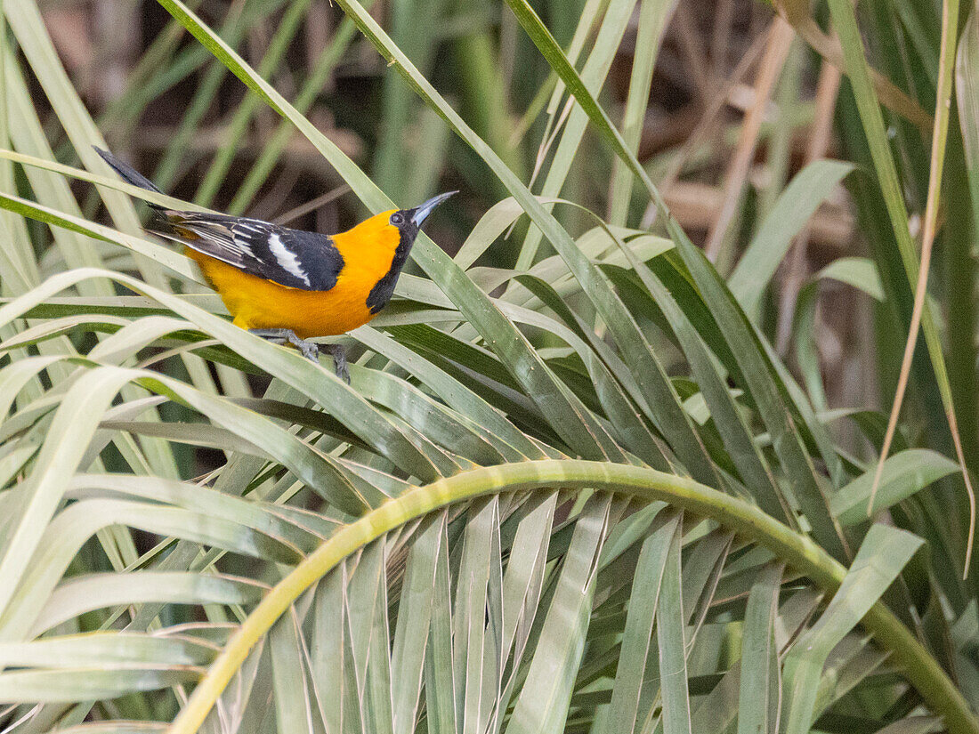 Ein männlicher Kapuzenpirol (Icterus cucullatus), in der Balz, San Jose del Cabo, Baja California Sur, Sea of Cortez, Mexiko, Nordamerika