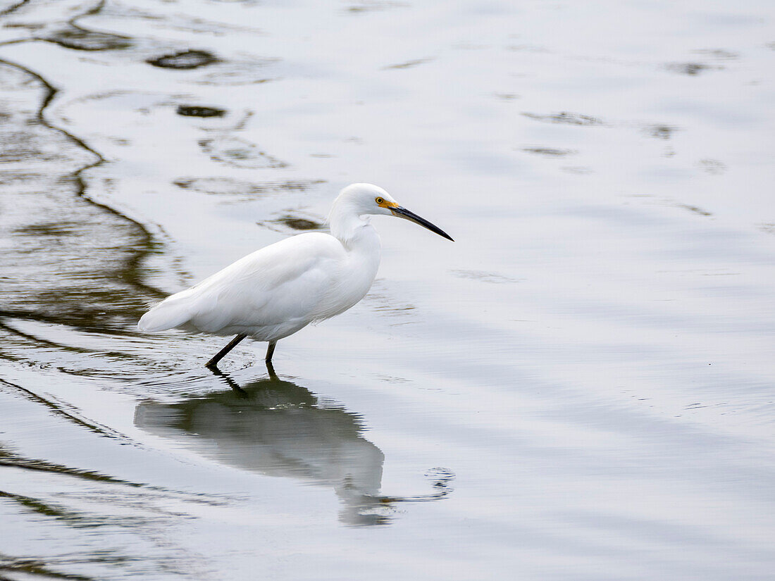 A snowy egret (Egretta thula), fishing in the shallows, San Jose del Cabo, Baja California Sur, Sea of Cortez, Mexico, North America