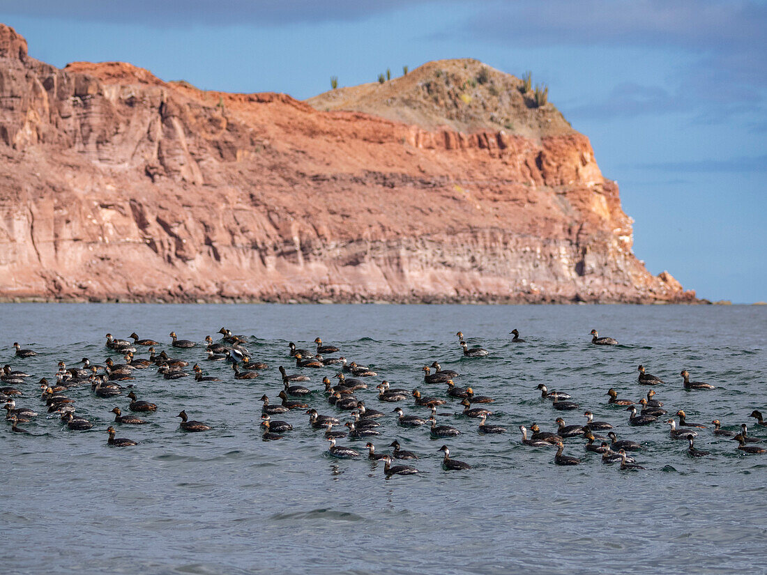 Eared grebes (Podiceps nigricollis), in Puerto Refugio, Angel de la Guarda Island, Baja California, Sea of Cortez, Mexico, North America