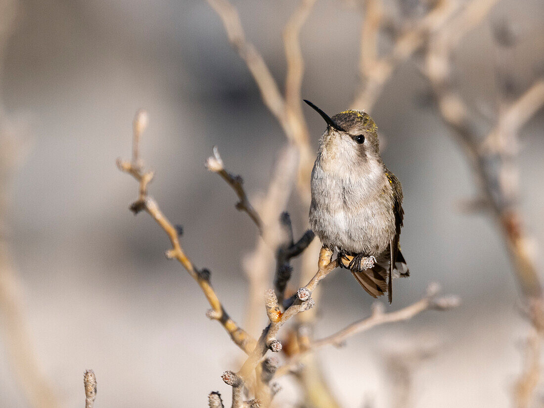 Female Costa's hummingbird (Calypte costae), in Bahia Concepcion, Baja California Sur, Sea of Cortez, Mexico, North America