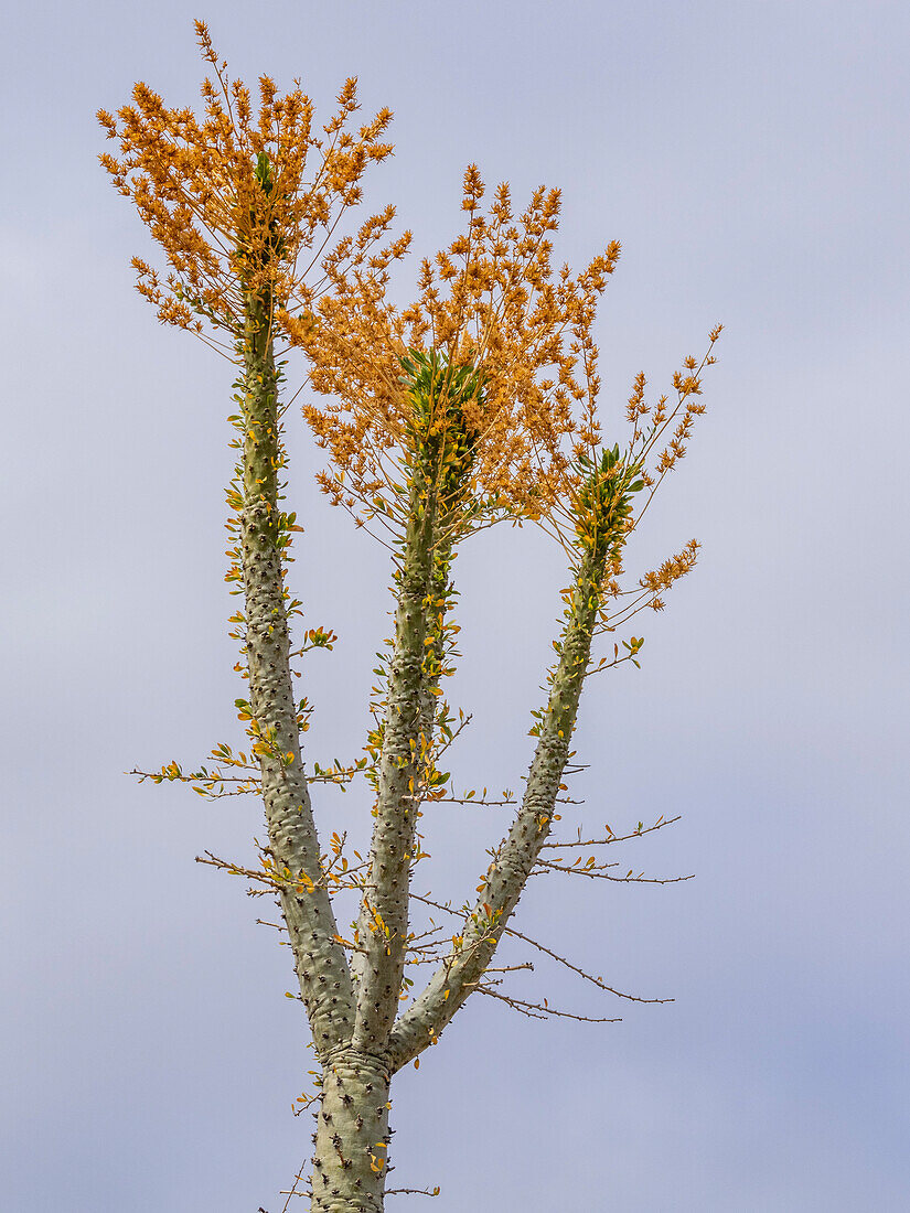 Boojum-Baum (Fouquieria columnaris), kurz vor Bahia de los Angeles, Baja California, Sea of Cortez, Mexiko, Nordamerika