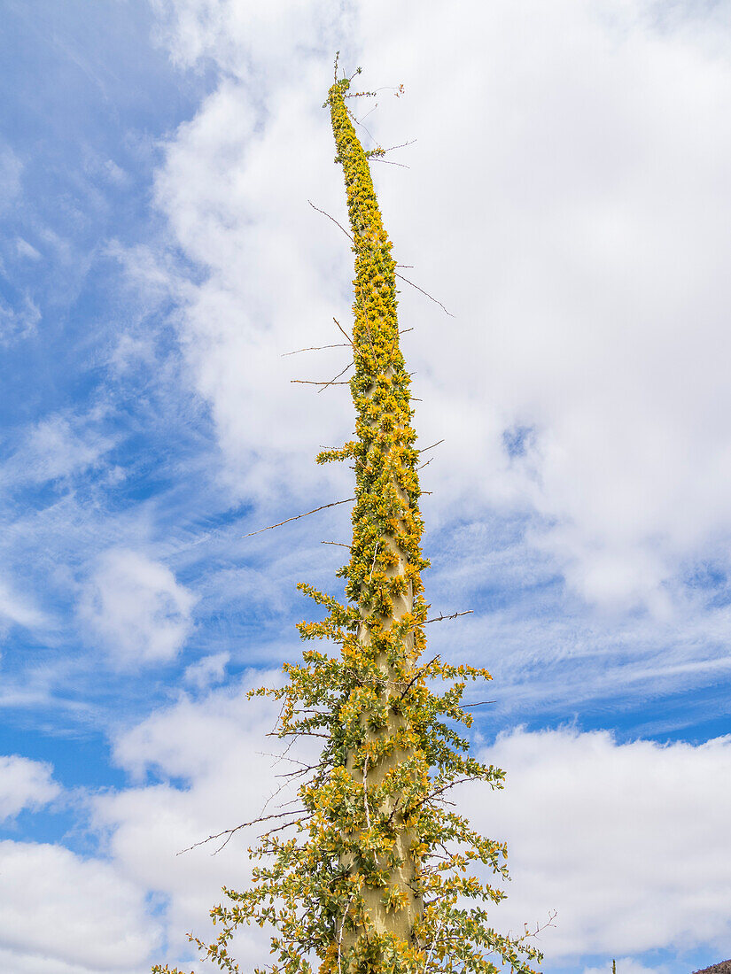 Boojum tree (Fouquieria columnaris), just outside Bahia de los Angeles, Baja California, Sea of Cortez, Mexico, North America