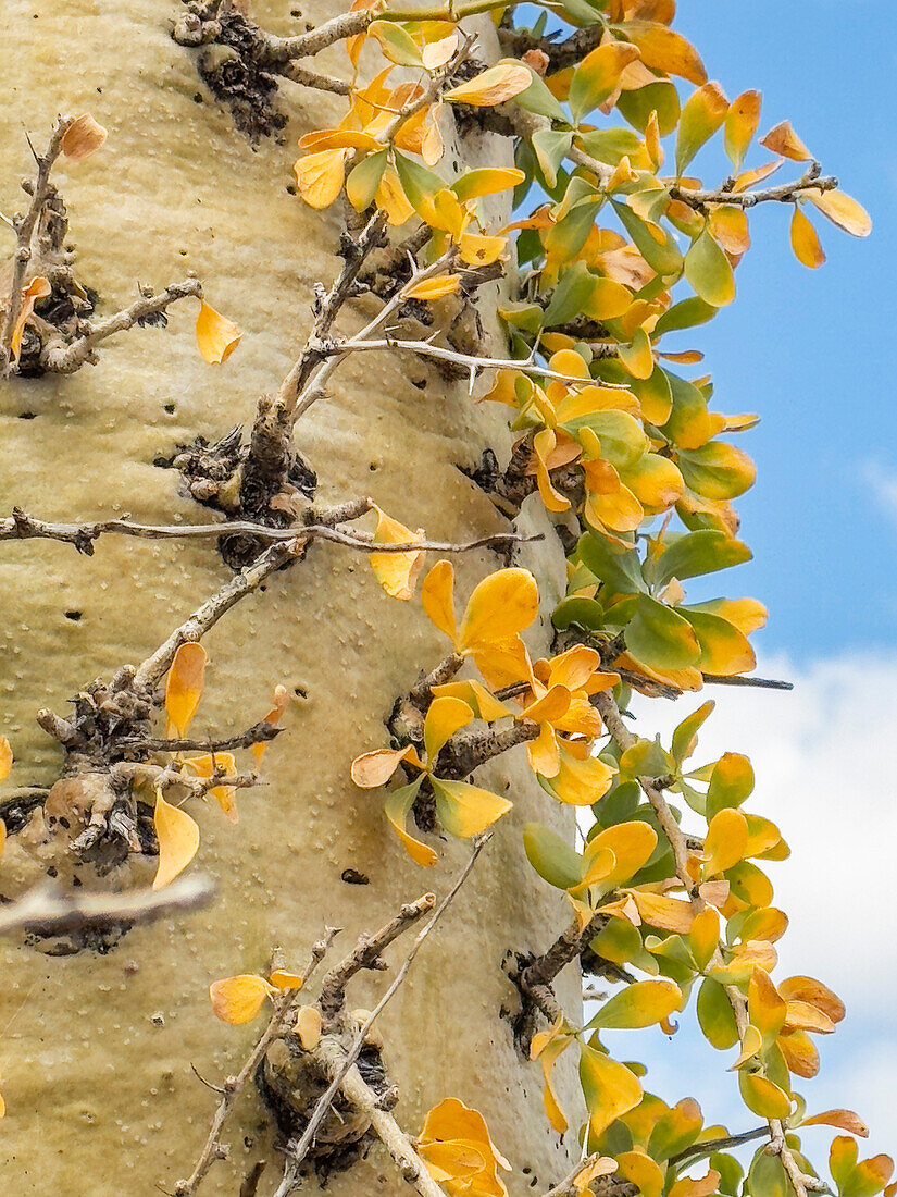 Boojum-Baum (Fouquieria columnaris), außerhalb von Bahia de los Angeles, Baja California, Sea of Cortez, Mexiko, Nordamerika