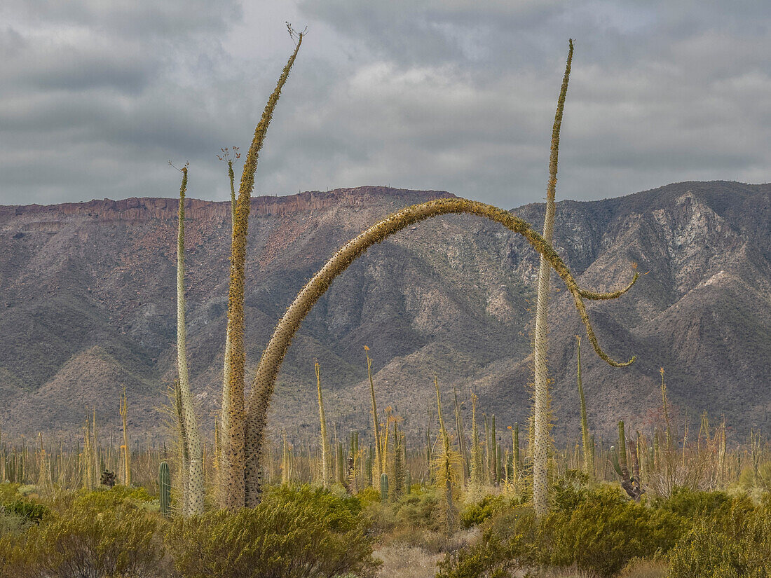 Boojum-Baum (Fouquieria columnaris), außerhalb von Bahia de los Angeles, Baja California, Sea of Cortez, Mexiko, Nordamerika