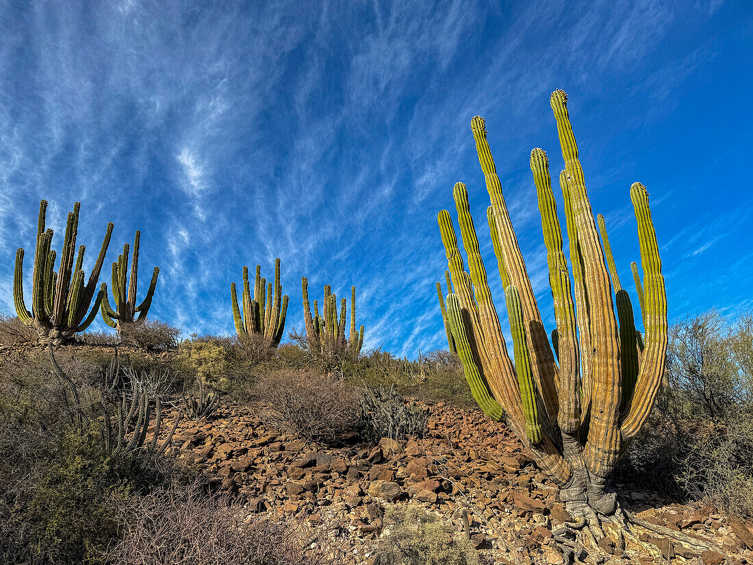 Mexican giant cardon (Pachycereus pringlei), on Isla San Esteban, Baja California, Sea of Cortez, Mexico, North America