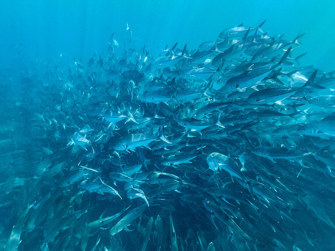 Großaugen-Trevally (Caranx sexfasciatus), beim Schulen im Cabo Pulmo National Marine Park, Baja California Sur, Mexiko, Nordamerika