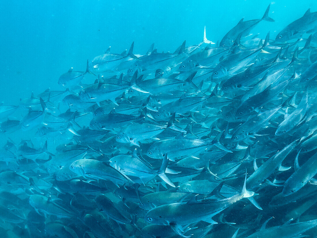 Großaugenstachelmakrele (Caranx sexfasciatus), beim Schwarmfischfang im Cabo Pulmo National Marine Park, Baja California Sur, Mexiko, Nordamerika