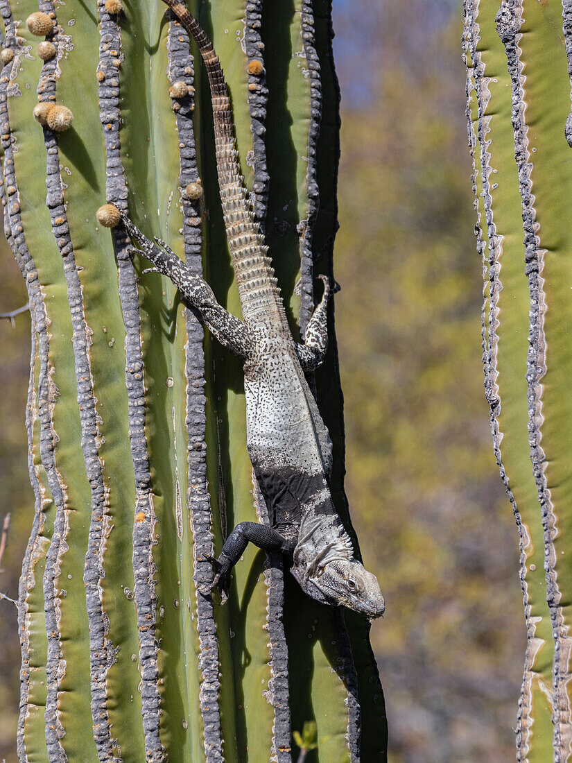 Adult San Esteban spiny-tailed iguana (Ctenosaura conspicuosa), endemic to Isla San Esteban, Baja California, Mexico, North America