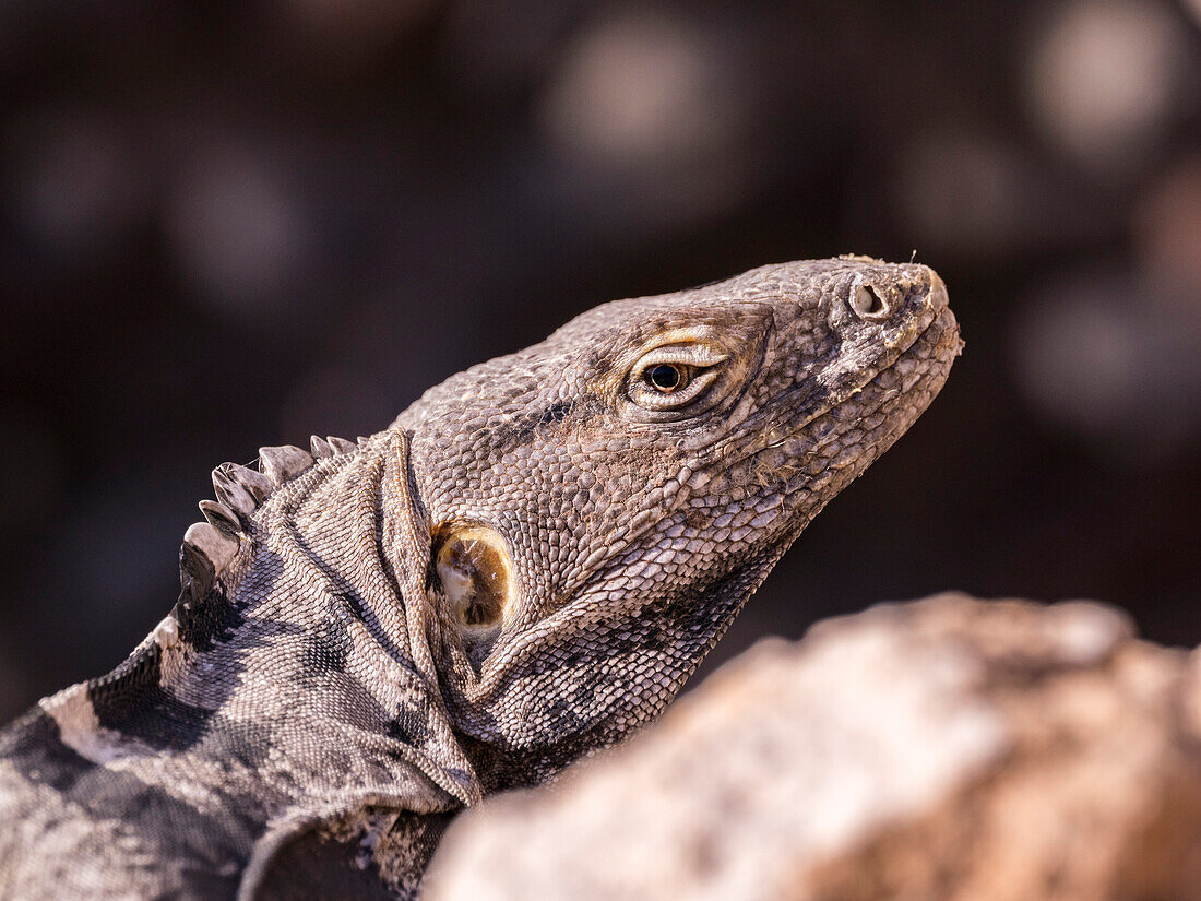 Ausgewachsener San-Esteban-Stachelschwanzleguan (Ctenosaura conspicuosa), endemisch auf der Isla San Esteban, Baja California, Mexiko, Nordamerika