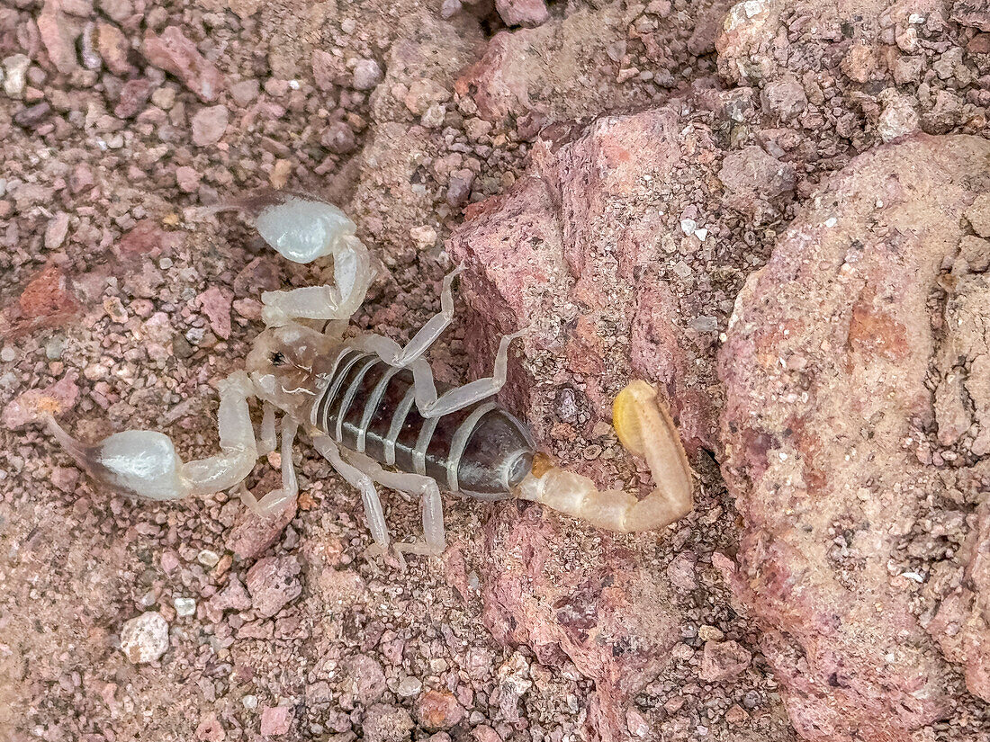 Ein Skorpion (Gattung Paruroctonus), in der Nähe von Los Gatos, Baja California Sur, Meer von Cortez, Mexiko, Nordamerika