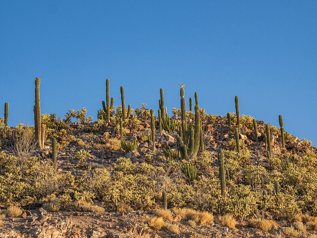 Kakteen bedecken ein kleines Inselchen in Bahia las Animas bei Sonnenaufgang, Baja California, Sea of Cortez, Mexiko, Nordamerika