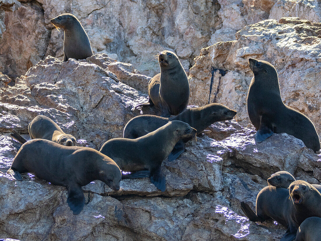 Guadalupe-Pelzrobben (Arctocephalus townsendi), bei einem neuen Fangplatz auf der Insel Las Animas, Baja California Sur, Sea of Cortez, Mexiko, Nordamerika