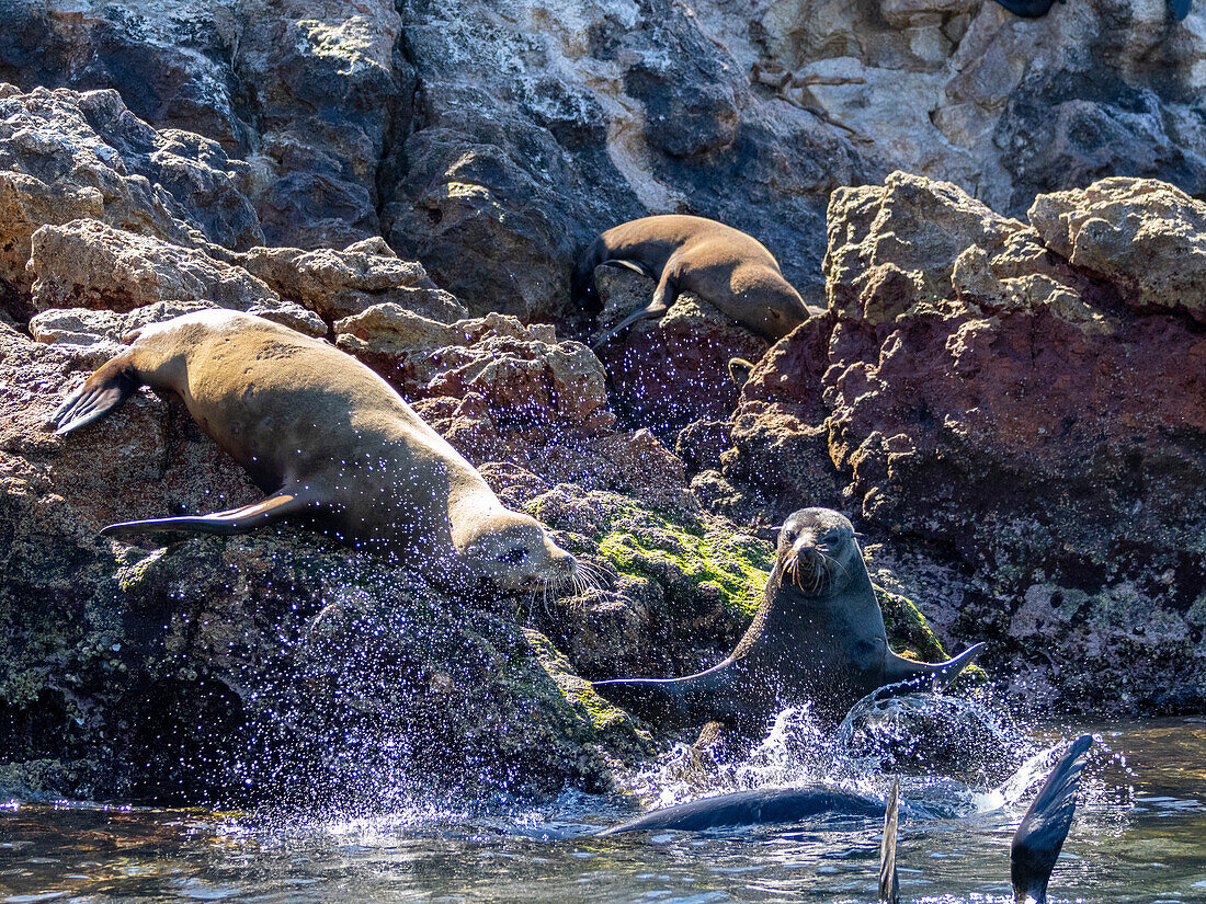 Guadalupe-Pelzrobben (Arctocephalus townsendi), bei einem neuen Fangplatz auf der Insel Las Animas, Baja California Sur, Sea of Cortez, Mexiko, Nordamerika