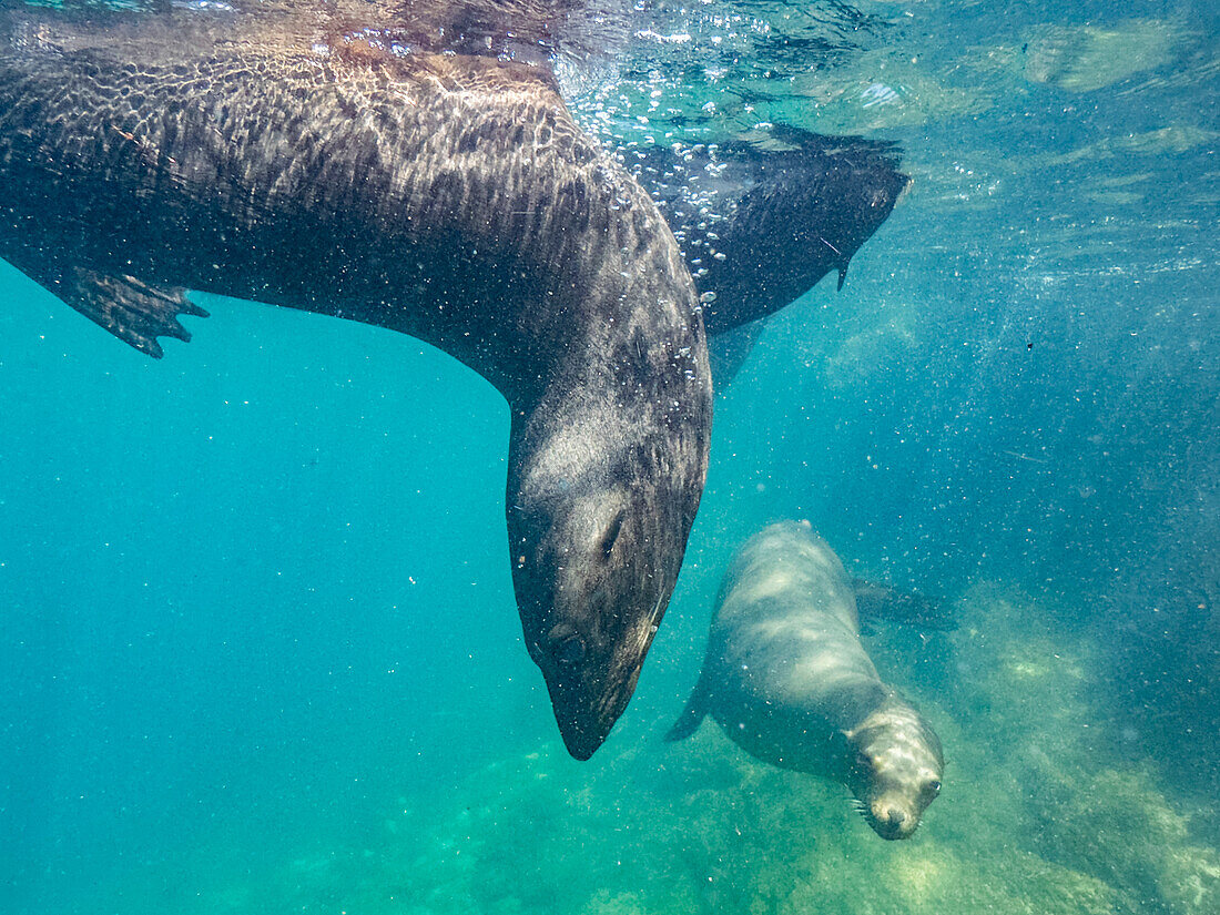 Guadalupe fur seals (Arctocephalus townsendi), underwater on Las Animas Island, Baja California Sur, Sea of Cortez, Mexico, North America