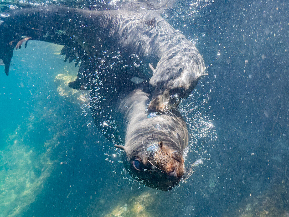 Guadalupe-Pelzrobben (Arctocephalus townsendi), unter Wasser auf der Insel Las Animas, Baja California Sur, Sea of Cortez, Mexiko, Nordamerika