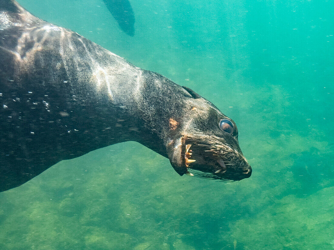 Guadalupe-Pelzrobbe (Arctocephalus townsendi), unter Wasser auf der Insel Las Animas, Baja California Sur, Sea of Cortez, Mexiko, Nordamerika