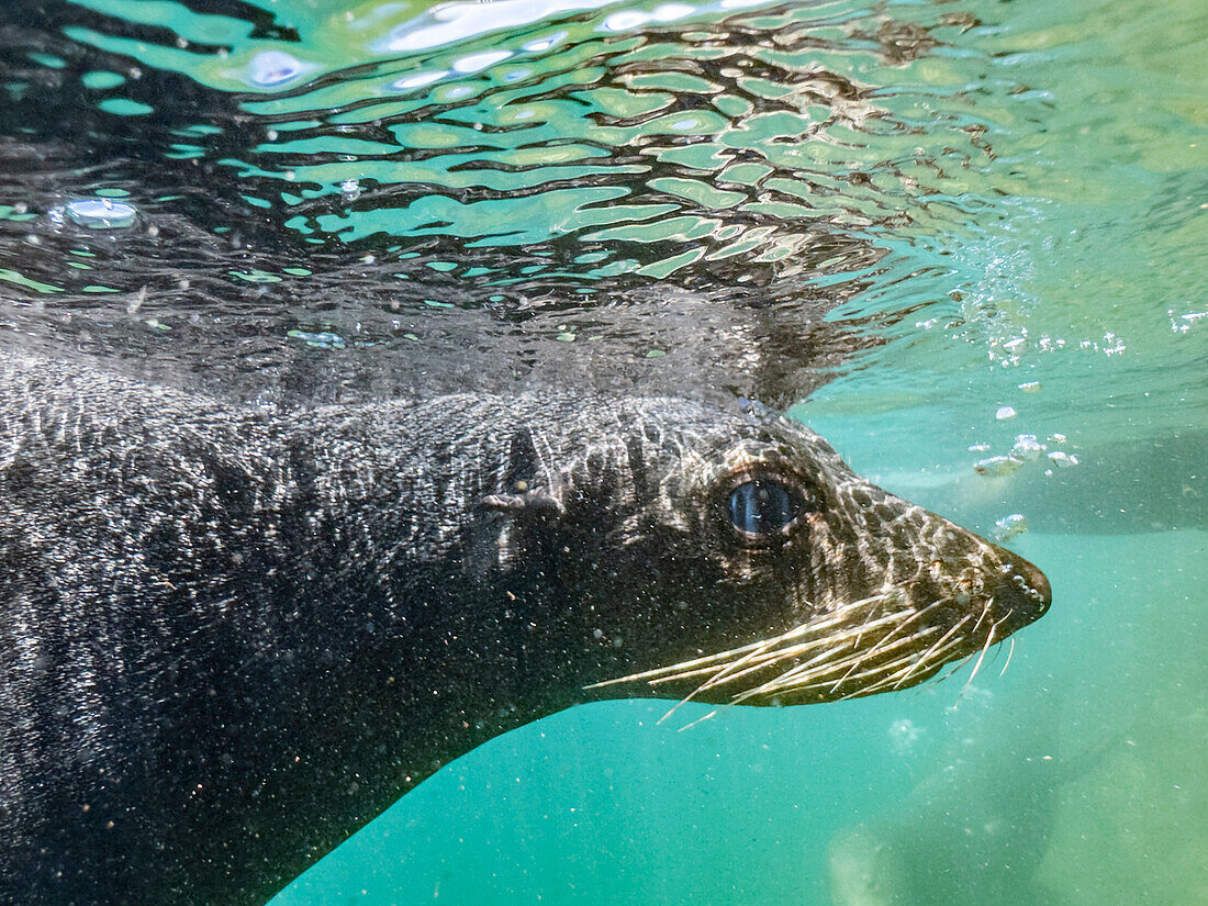 Guadalupe fur seal (Arctocephalus townsendi), underwater on Las Animas Island, Baja California Sur, Sea of Cortez, Mexico, North America