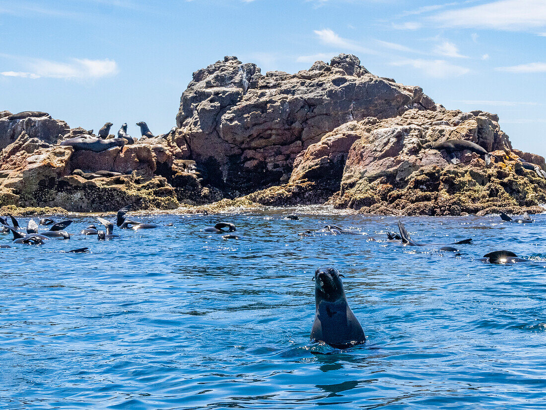 Guadalupe-Pelzrobben (Arctocephalus townsendi), bei einem neuen Fangplatz auf der Insel Las Animas, Baja California Sur, Sea of Cortez, Mexiko, Nordamerika