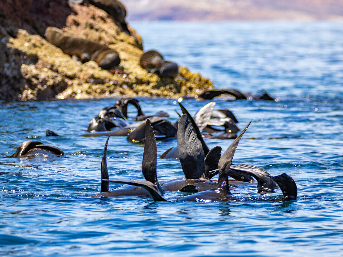 Guadalupe-Pelzrobbe (Arctocephalus townsendi), bei einem neuen Laichplatz auf der Insel Las Animas, Baja California Sur, Sea of Cortez, Mexiko, Nordamerika