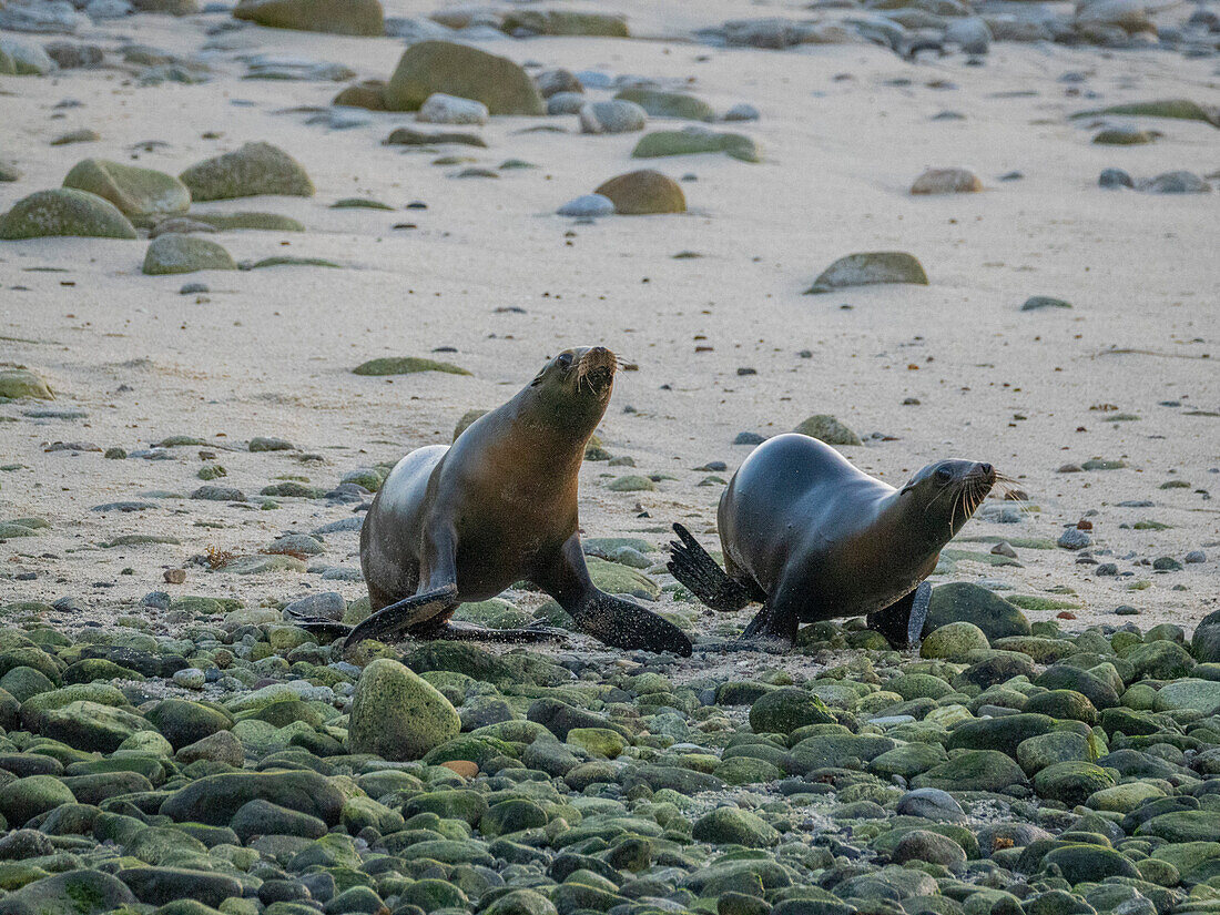 Kalifornische Seelöwen (Zalophus californianus), auf dem Strand von Puerto Refugio, Baja California, Sea of Cortez, Mexiko, Nordamerika