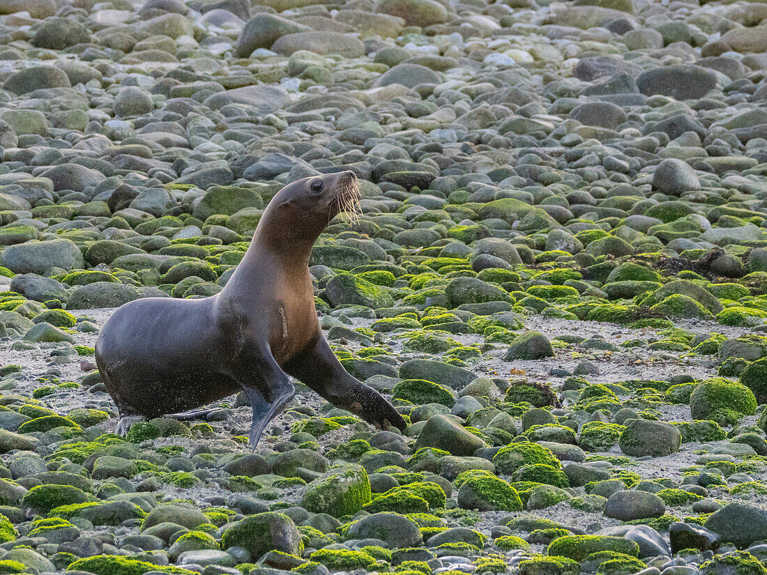 California sea lions (Zalophus californianus), stampeding on the beach in Puerto Refugio, Baja California, Sea of Cortez, Mexico, North America