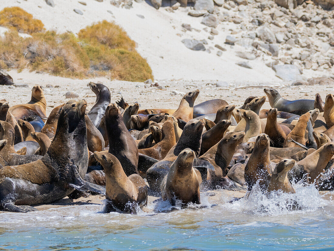 California sea lions (Zalophus californianus), stampeding on the beach in Puerto Refugio, Baja California, Sea of Cortez, Mexico, North America