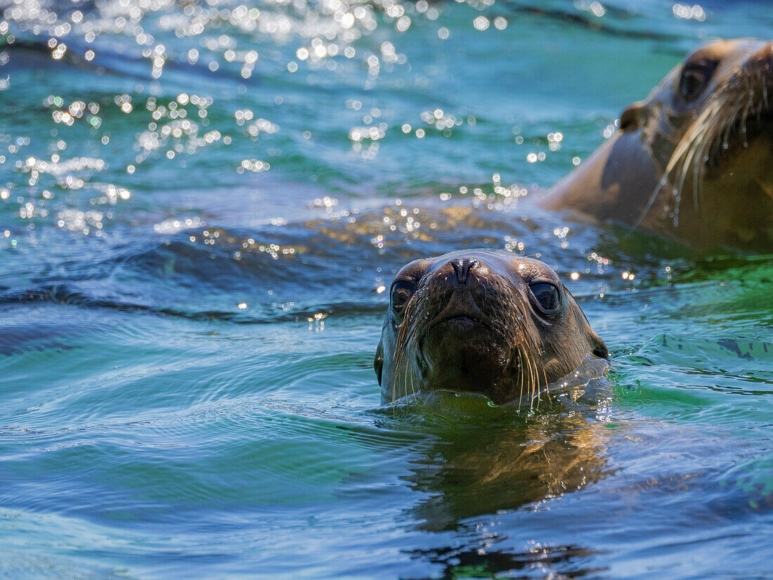 California sea lions (Zalophus californianus), in the water in Puerto Refugio, Baja California, Sea of Cortez, Mexico, North America