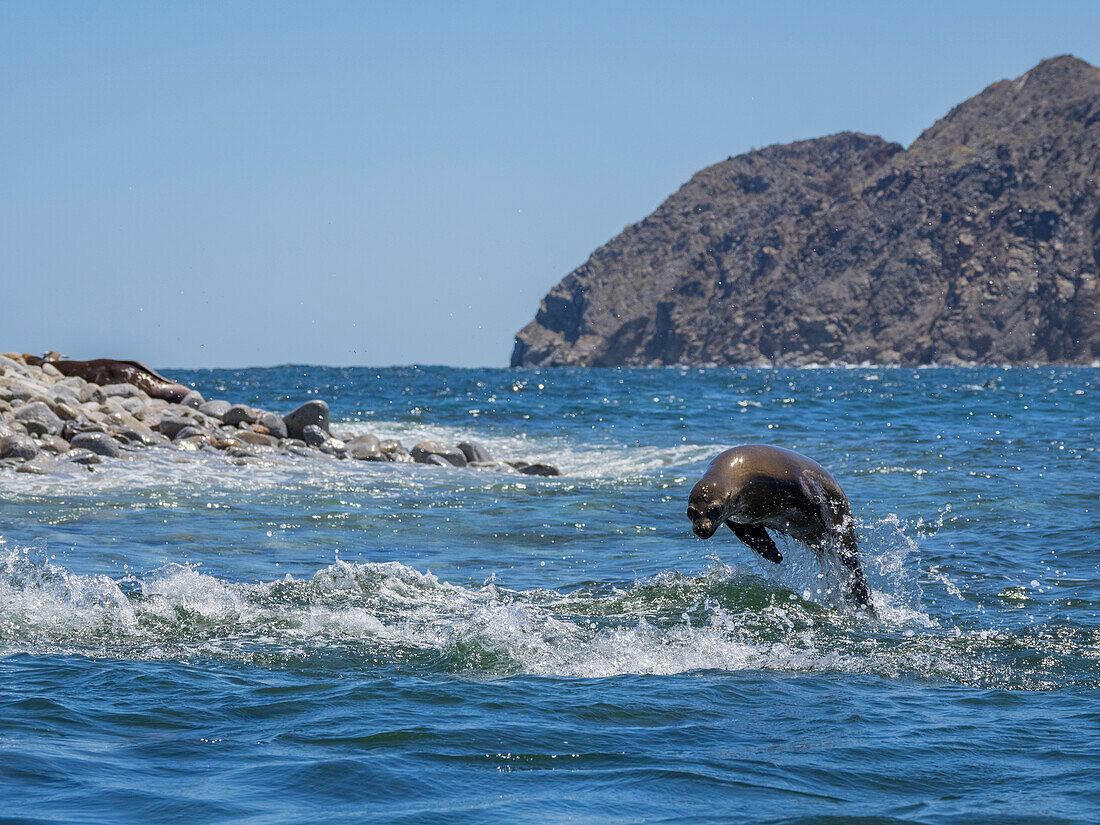 California sea lion (Zalophus californianus), porpoising in the water in Puerto Refugio, Baja California, Sea of Cortez, Mexico, North America