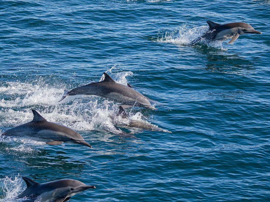 Ein Langschnauzen-Delphin (Delphinus capensis), unterwegs vor den Gorda Banks, Baja California Sur, Mexiko, Nordamerika