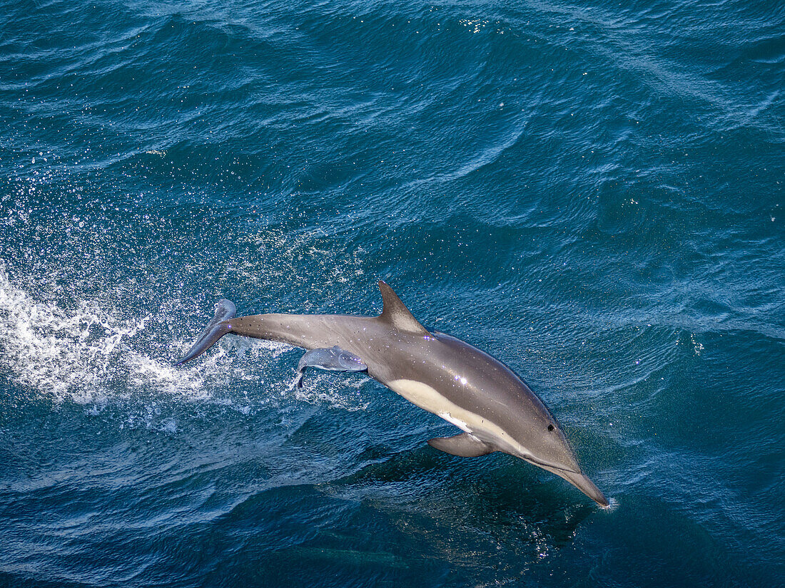 Langschnauzen-Grunddelphin (Delphinus capensis), springend mit Remora im Cabo Pulmo National Marine Park, Baja California Sur, Mexiko, Nordamerika