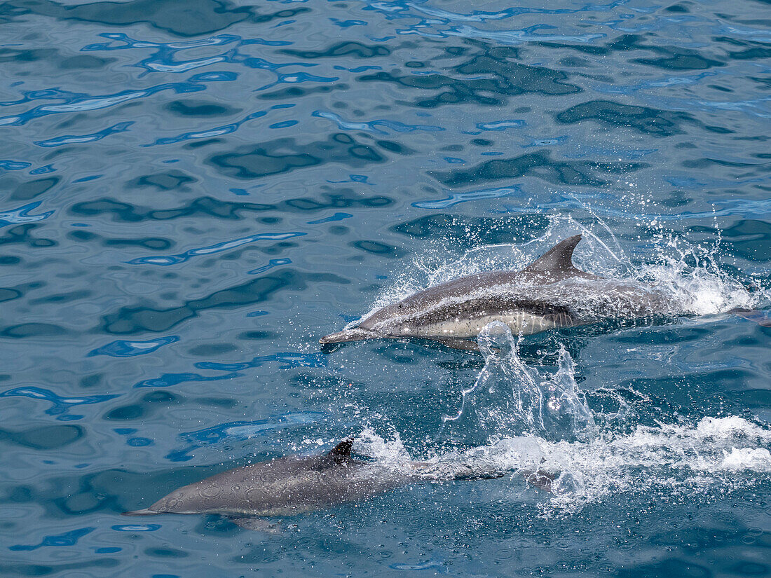 A pair of long-beaked common dolphins (Delphinus capensis), surfacing off Gorda Banks, Baja California Sur, Mexico, North America