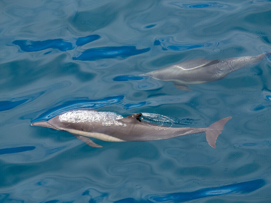 Ein Paar Langschnauzen-Delphine (Delphinus capensis), auftauchend vor den Gorda Banks, Baja California Sur, Mexiko, Nordamerika