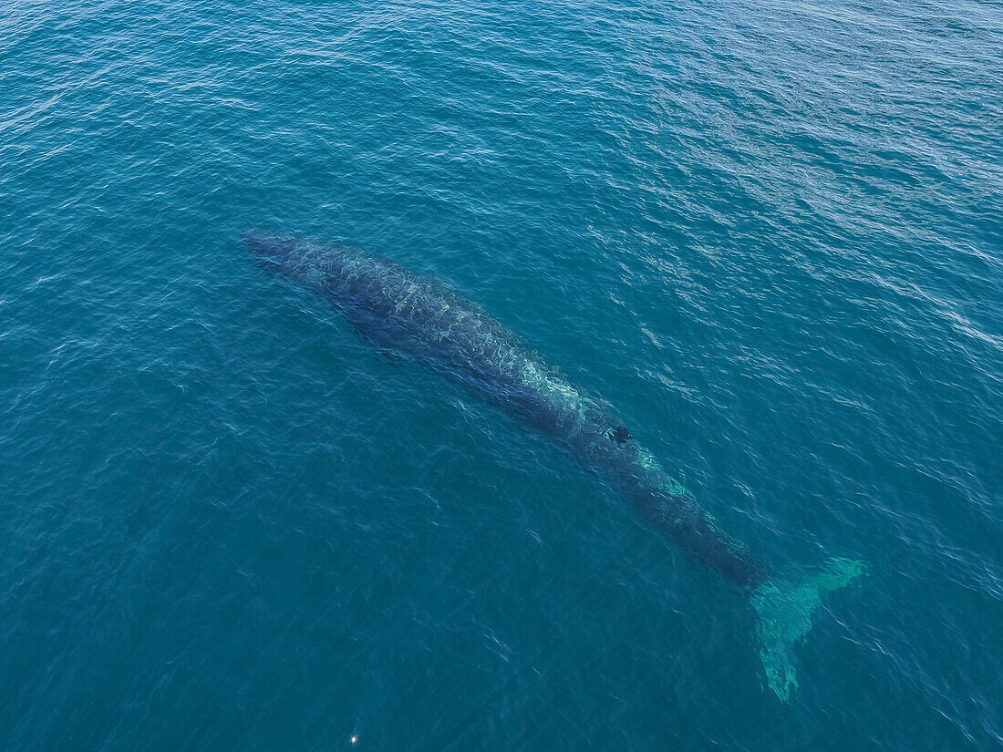 Dolphin, Sea of Cortez, the Gulf of California, Mexico, North America