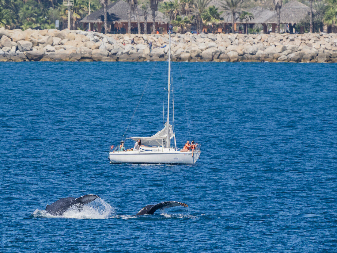 Buckelwal (Megaptera novaeangliae), in der Nähe eines Touristenbootes vor San Jose del Cabo, Baja California Sur, Mexiko, Nordamerika