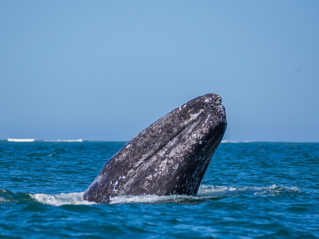 Adult California gray whale (Eschrictius robustus), spy-hopping in San Ignacio Lagoon, Baja California, Mexico, North America