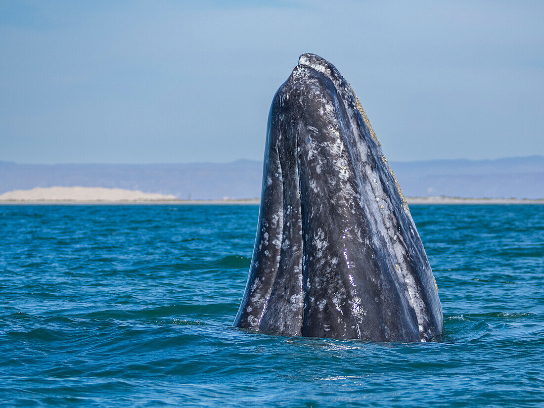 Adult California gray whale (Eschrictius robustus), spy-hopping in San Ignacio Lagoon, Baja California, Mexico, North America