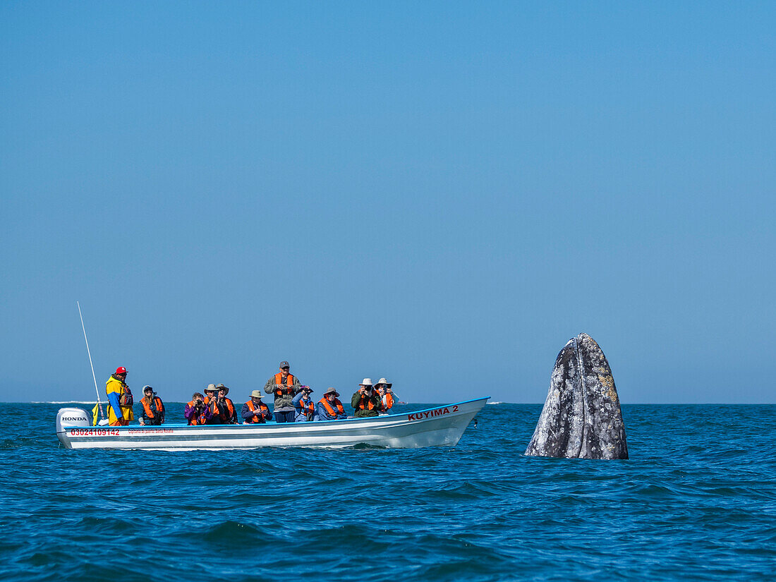 California gray whale (Eschrictius robustus), spy-hopping near boat in San Ignacio Lagoon, Baja California, Mexico, North America